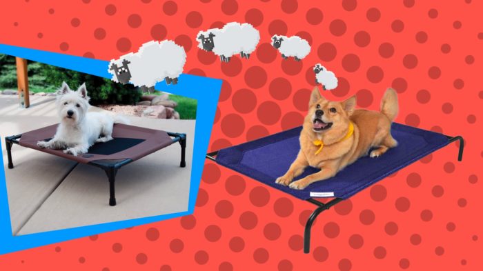 Best Elevated Dog Bed cot