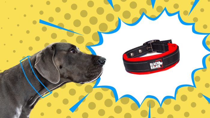 Best Collars for Large Dogs