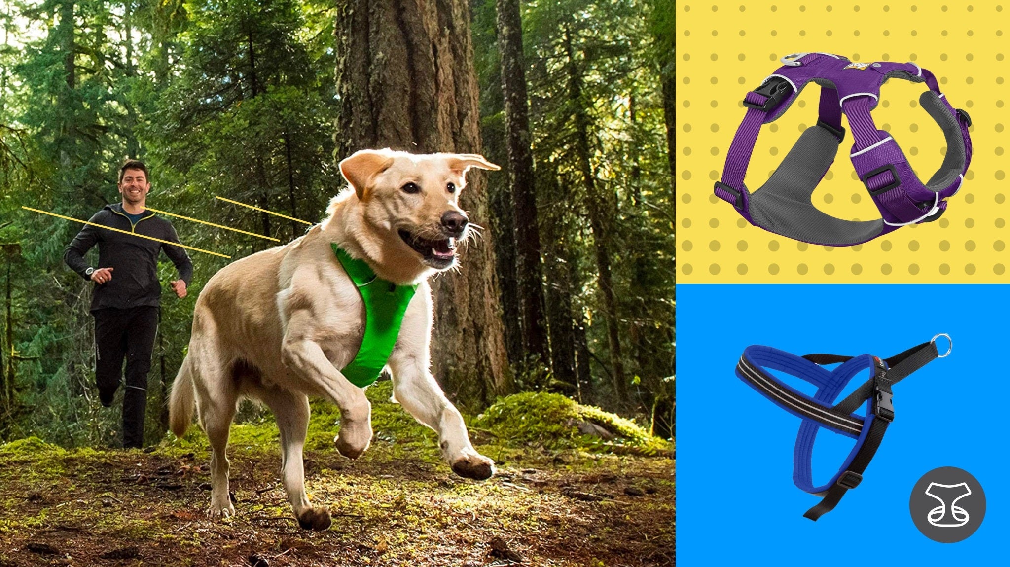 The Best Miniature Dachshund Harness for Hikes or Long Walks