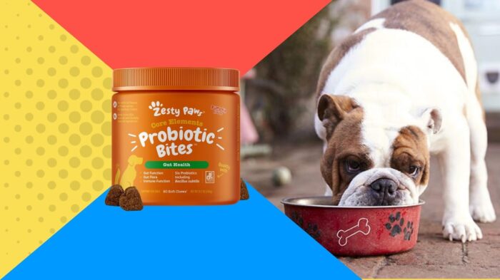 Bulldog eating food with dog probiotics.
