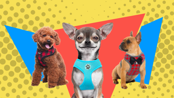 Best Small Dog Harnesses