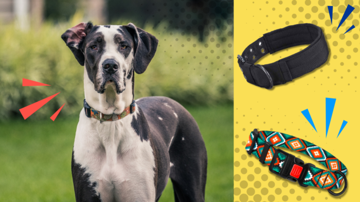 Collars for large dogs