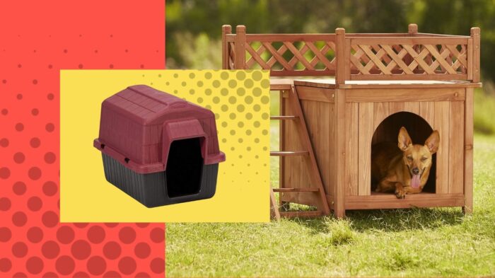 wooden dog house outside with Chihuahua