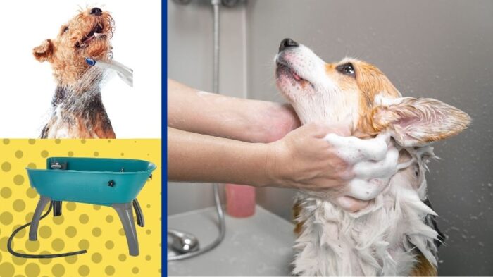 Dog washers next to dog getting washed by a groomer.