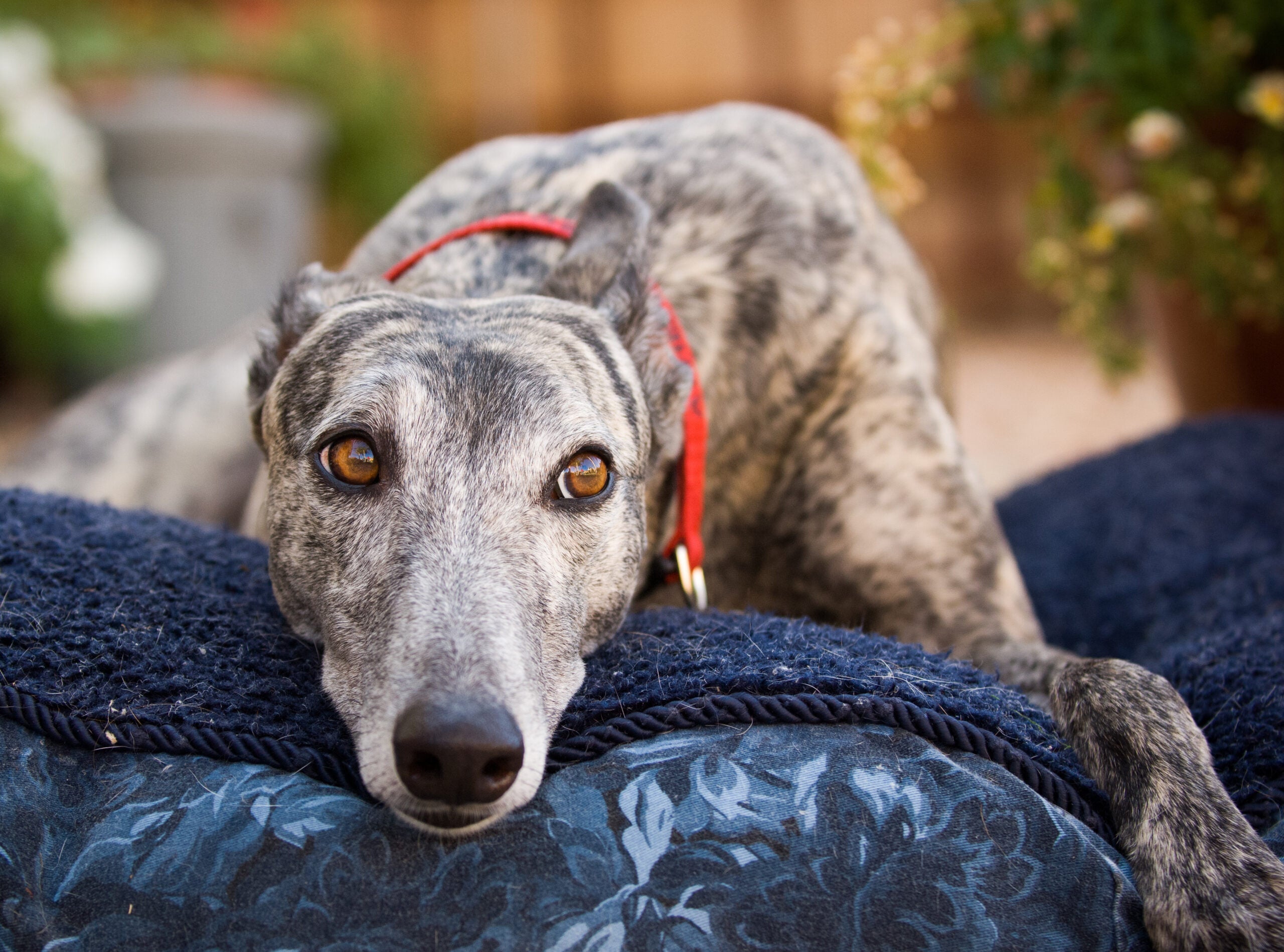 https://retrievist.akc.org/wp-content/uploads/Greyhound-laying-down-on-a-dog-bed-outdoors-scaled.jpeg