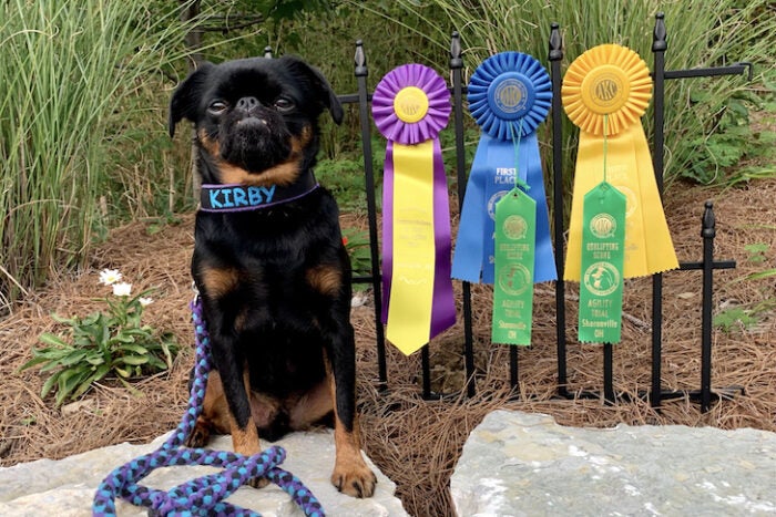 Kirby the Brussels Griffon with his ribbons.