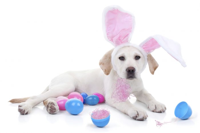 Frisco Easter Puppy Plush Dog Toy