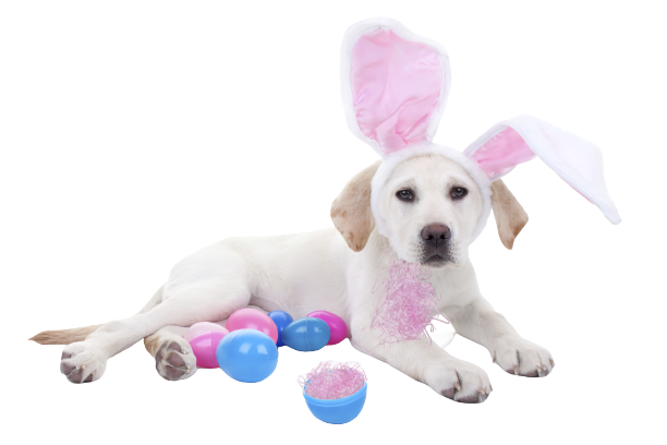 Hoppy Easter! Fill Your Dog Easter Basket With These Gifts