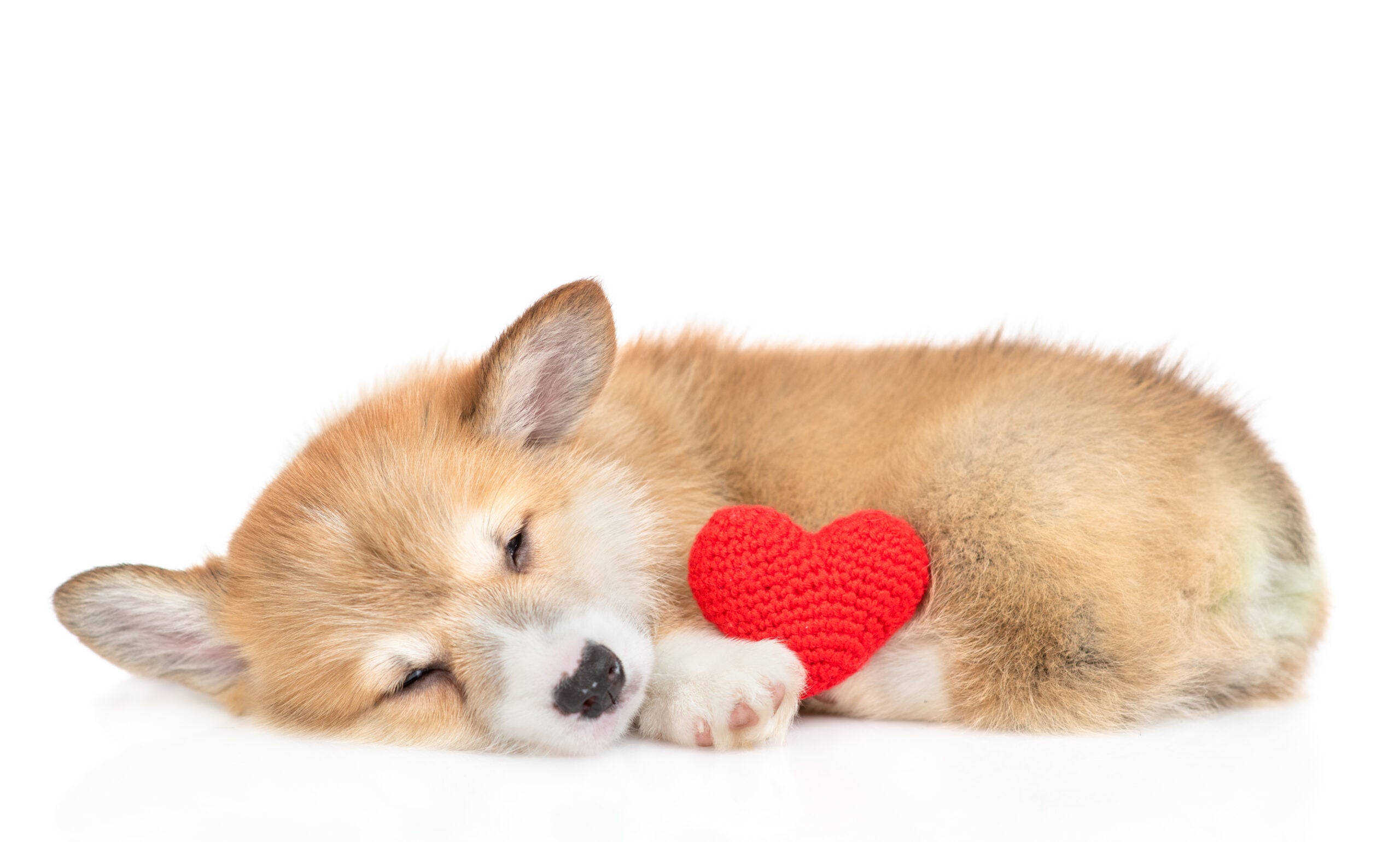 Valentine Gift New Shelf Sitter Black White Puppy Dog Shiny Heart Floppy Legs 