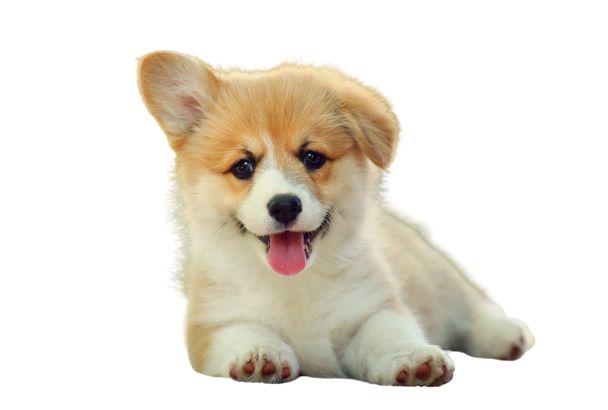 Corgi puppy clearance supplies