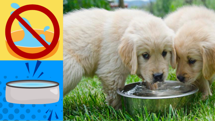 spill-proof water bowls