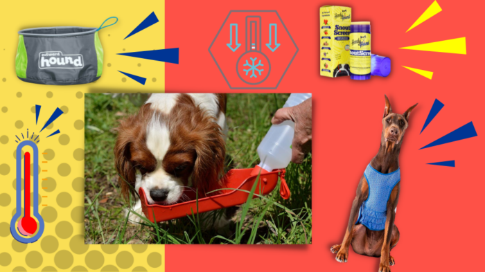 Hot Weather Pet Products  Products to Keep Your Dog Cool This Summer