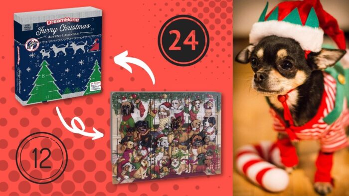 Chihuahua next to Advent calendars for dogs