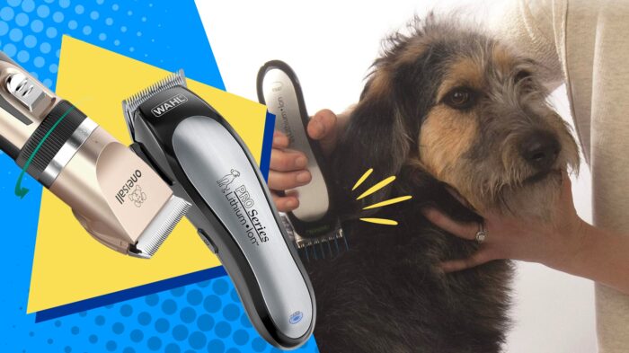 dog clippers grooming an older, shaggy dog.