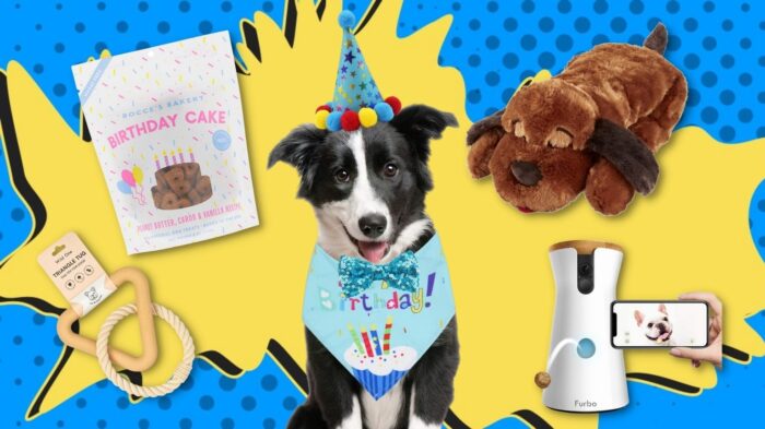 Dog surrounded by birthday presents