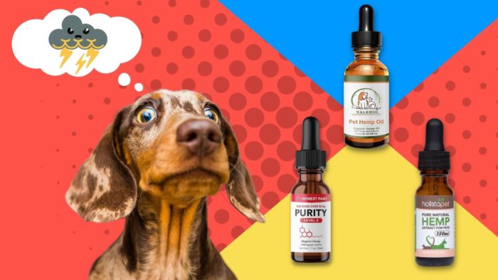 Scared Dachshund next to CBD oil for dogs