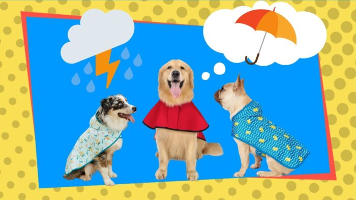 Collection of dog raincoats