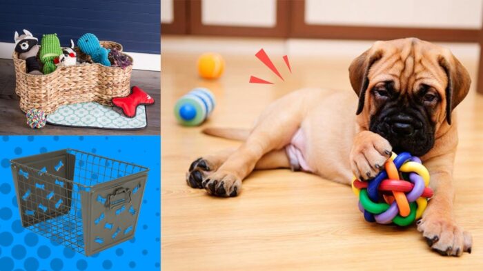 Mastiff next to dog toy storage boxes