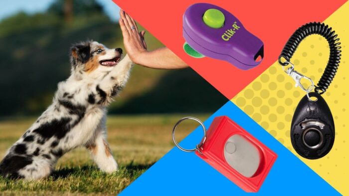 Australian Shepard with dog training clickers