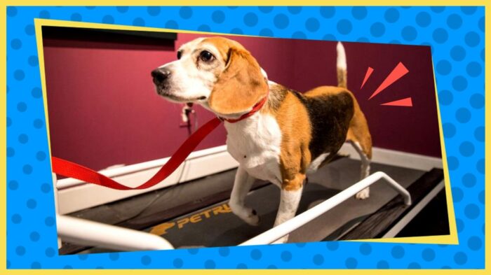 Beagle on a dog treadmill