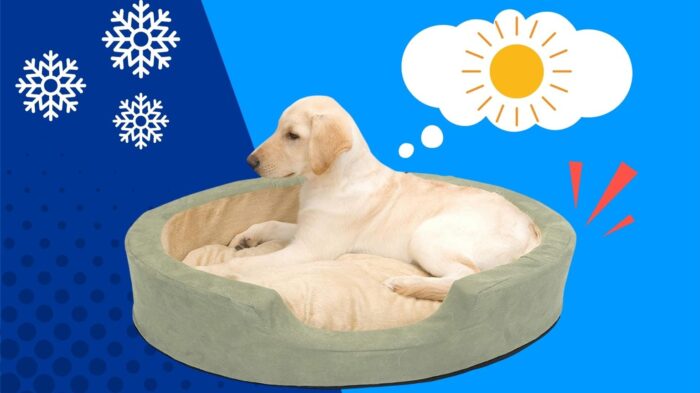 Cold dog on a heated dog bed.