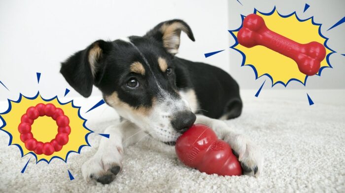 Dog surrounded by Kong toys