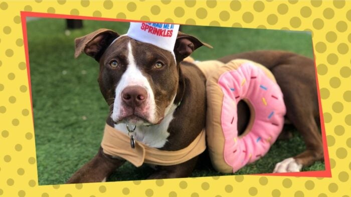Pirate the Pit Bull in a donut costume