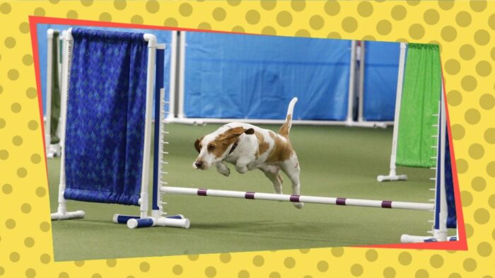 Poppy the Basset Hound jumping over an agility course.