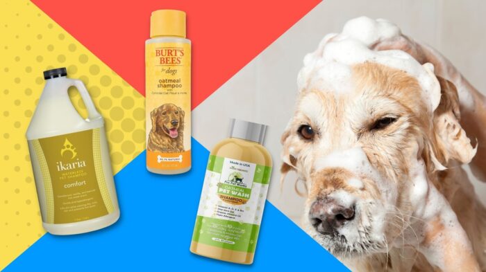 Golden Retriever with dog shampoo
