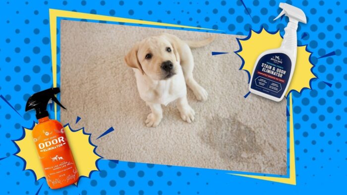 Golden Retriever Puppy next to pet stain removers