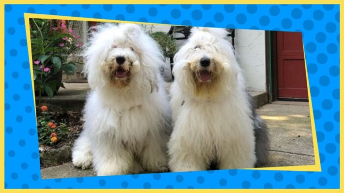 Old English Sheepdogs Winston and Percy